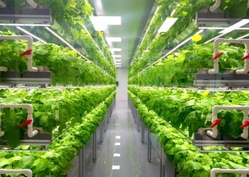 The economics of vertical & greenhouse farming are getting competitive