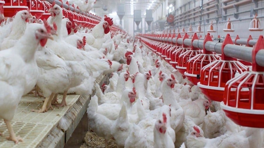 poultry trade