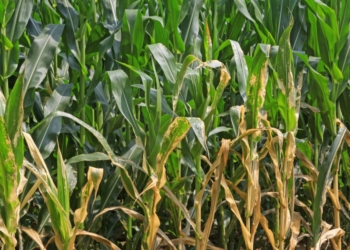Managing Crop Disease